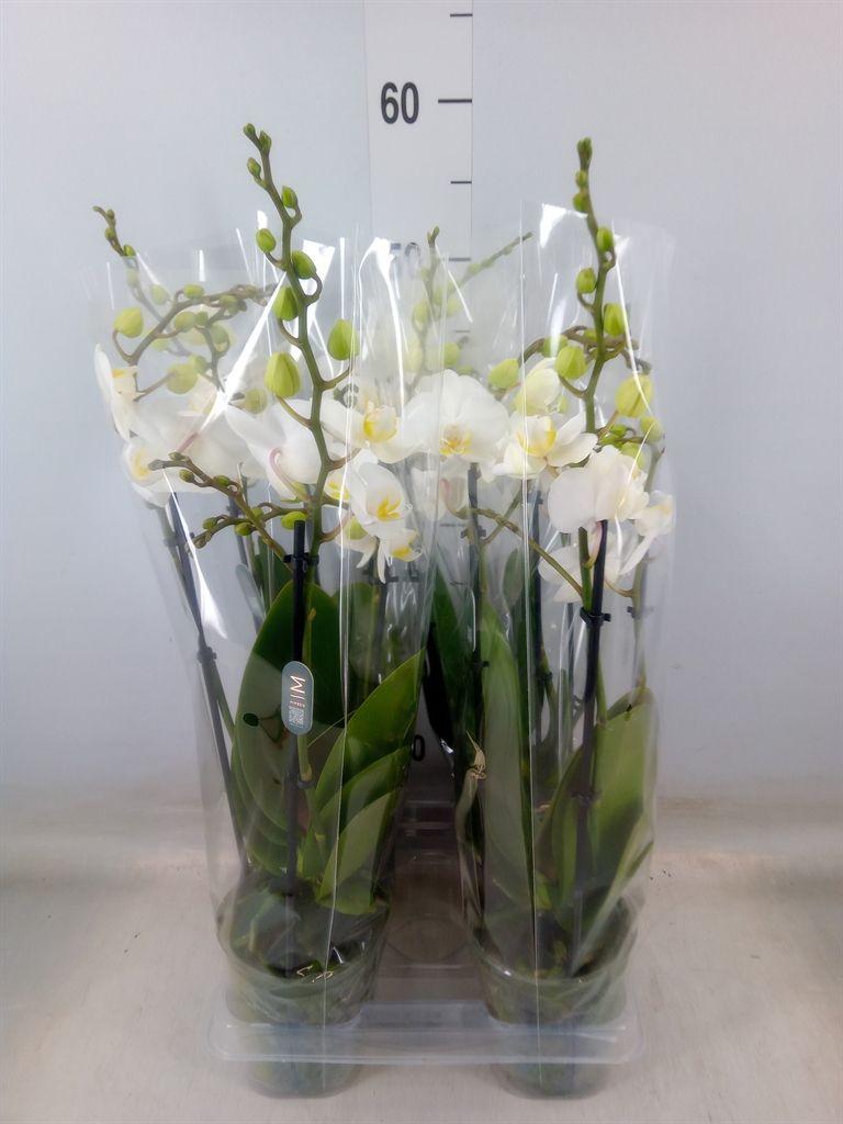 Горшечные цветы и растения оптом Phalaenopsis Multi.   ...white от 4шт из Голландии с доставкой по России