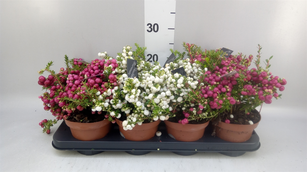 Горшечные цветы и растения оптом Gaultheria Mucronata A от 8шт из Голландии с доставкой по России