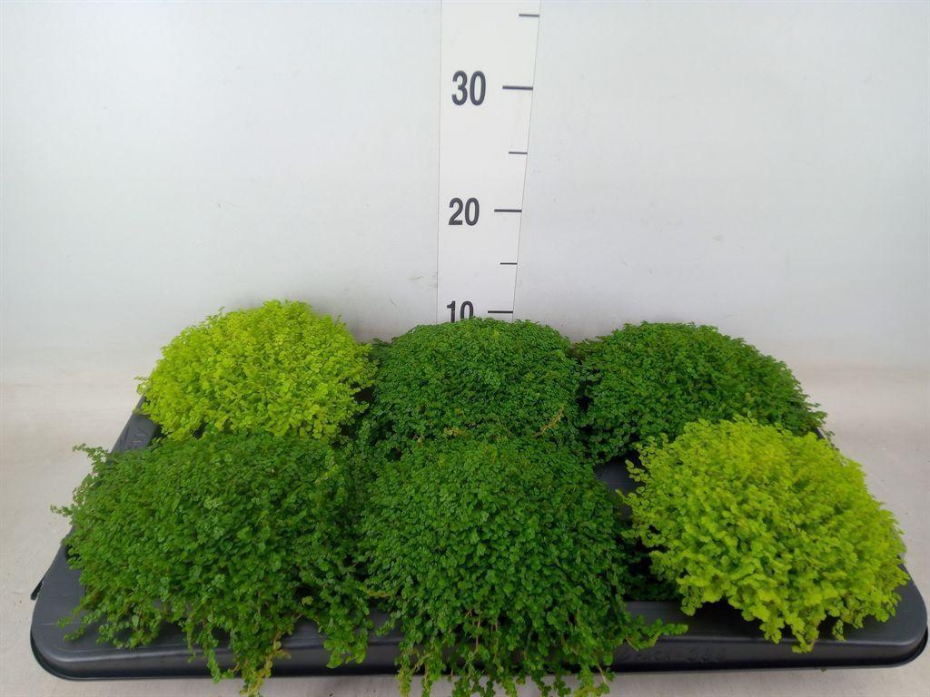 Горшечные цветы и растения оптом Soleirolia Soleirolii   ...mix 2 от 6шт из Голландии с доставкой по России