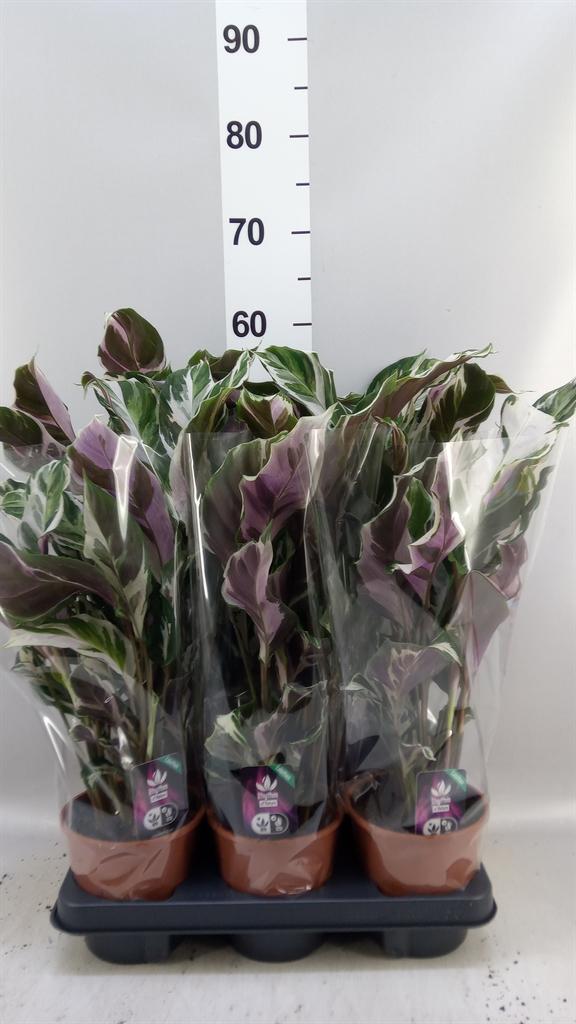 Горшечные цветы и растения оптом Calathea stella от 6шт из Голландии с доставкой по России