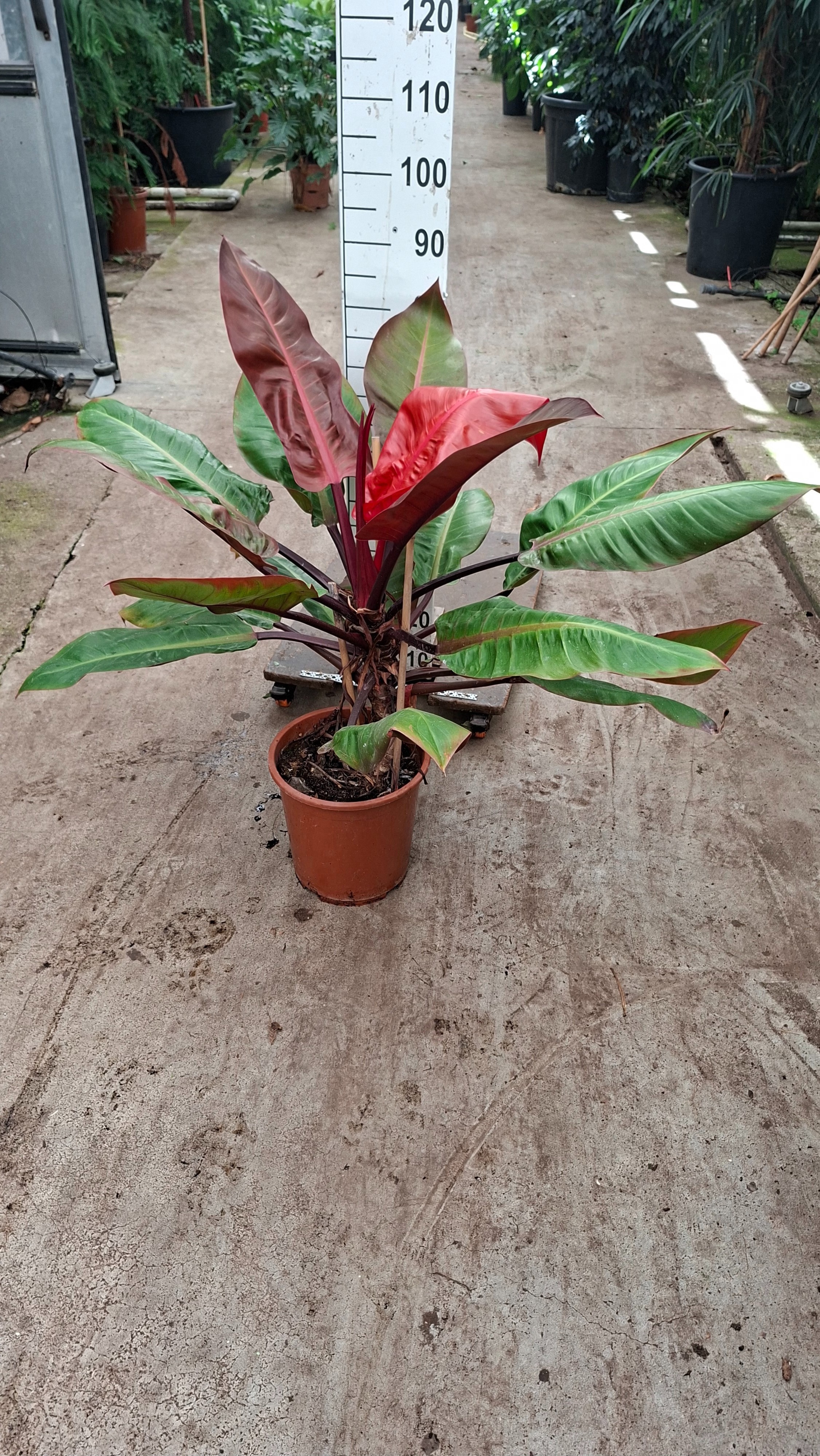 Горшечные цветы и растения оптом Philodendron Prince Of Orange от 1шт из Голландии с доставкой по России