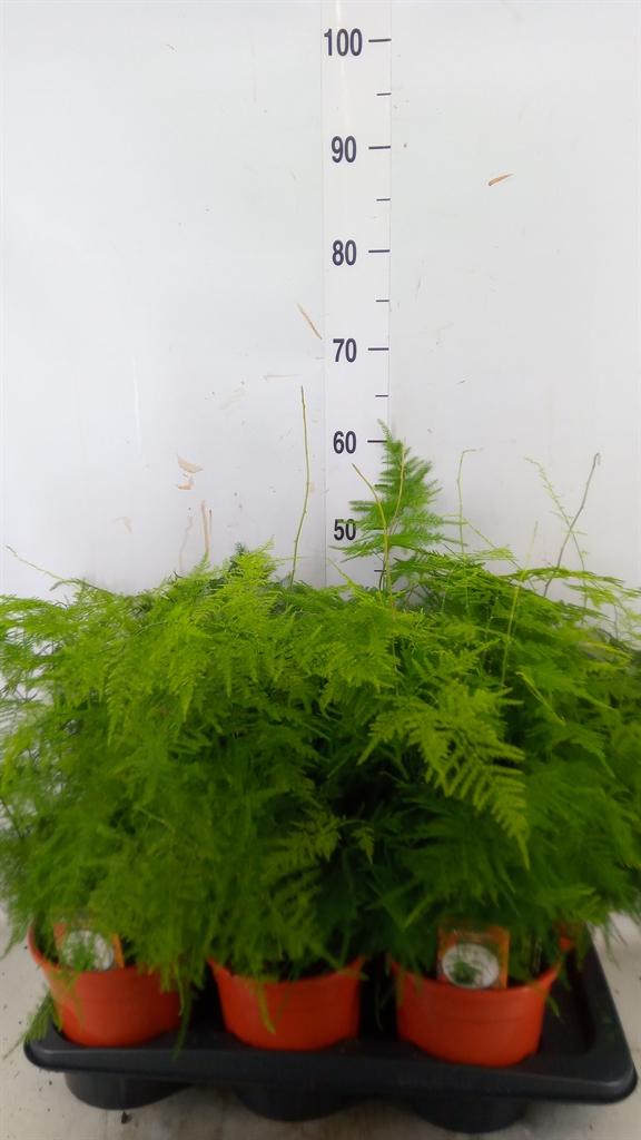 Горшечные цветы и растения оптом Asparagus Setaceus от 6шт из Голландии с доставкой по России