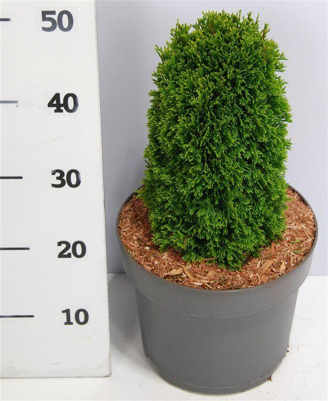 Горшечные цветы и растения оптом Thuja Occ Maks от 1шт из Голландии с доставкой по России