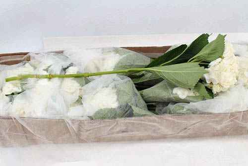 Срезанные цветы оптом Hydrangea soeur therese от 35шт из Голландии с доставкой по России