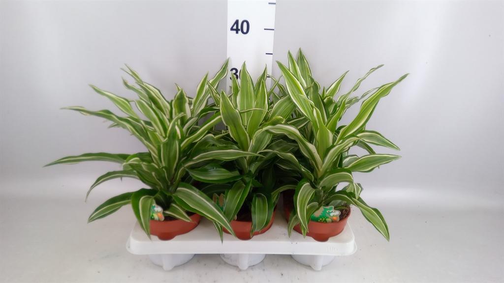 Горшечные цветы и растения оптом Dracaena Frag. kanzi от 6шт из Голландии с доставкой по России