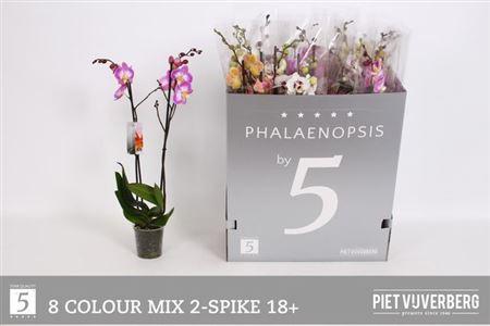 Горшечные цветы и растения оптом Phal 2st Mix 18+ (by-5) от 12шт из Голландии с доставкой по России
