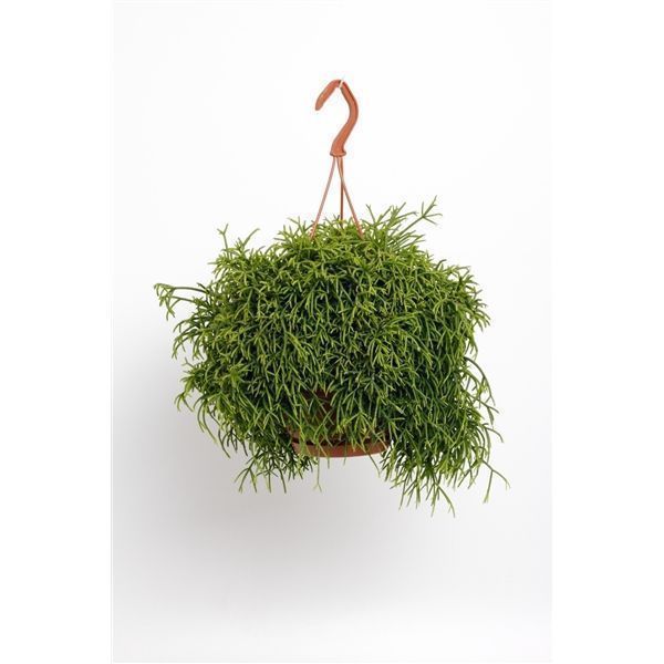 Горшечные цветы и растения оптом Rhipsalis Baccifera Oasis Hangpot от 6шт из Голландии с доставкой по России