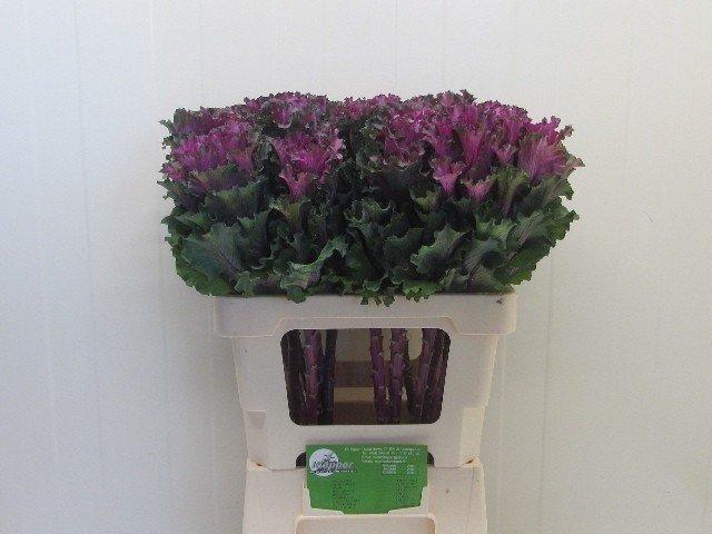 Срезанные цветы оптом Brassica first lady от 12шт из Голландии с доставкой по России