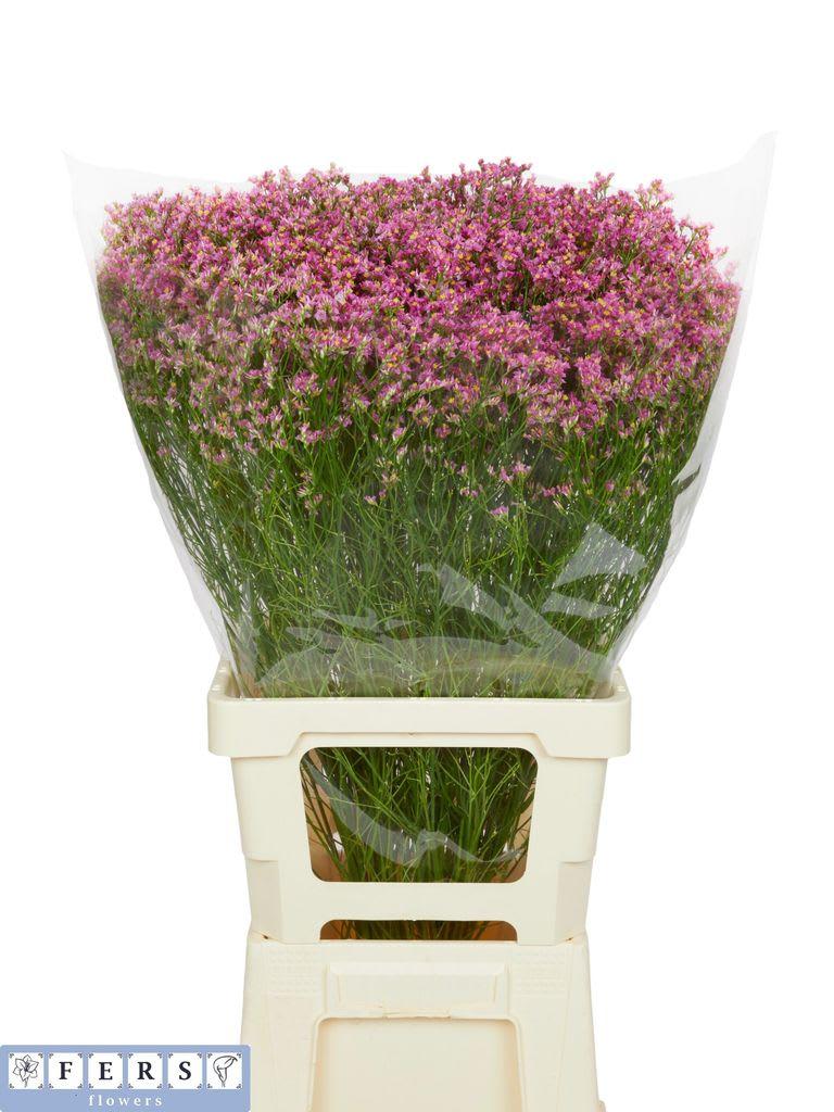 Срезанные цветы оптом Limonium sinense naomi diamond от 50шт из Голландии с доставкой по России