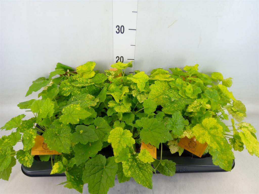 Горшечные цветы и растения оптом Tolmiea Menziesii   ...variegated от 6шт из Голландии с доставкой по России