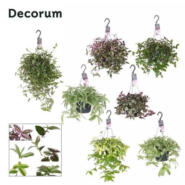 Горшечные цветы и растения оптом Tradescantia Mix Hanging (decorum) от 6шт из Голландии с доставкой по России