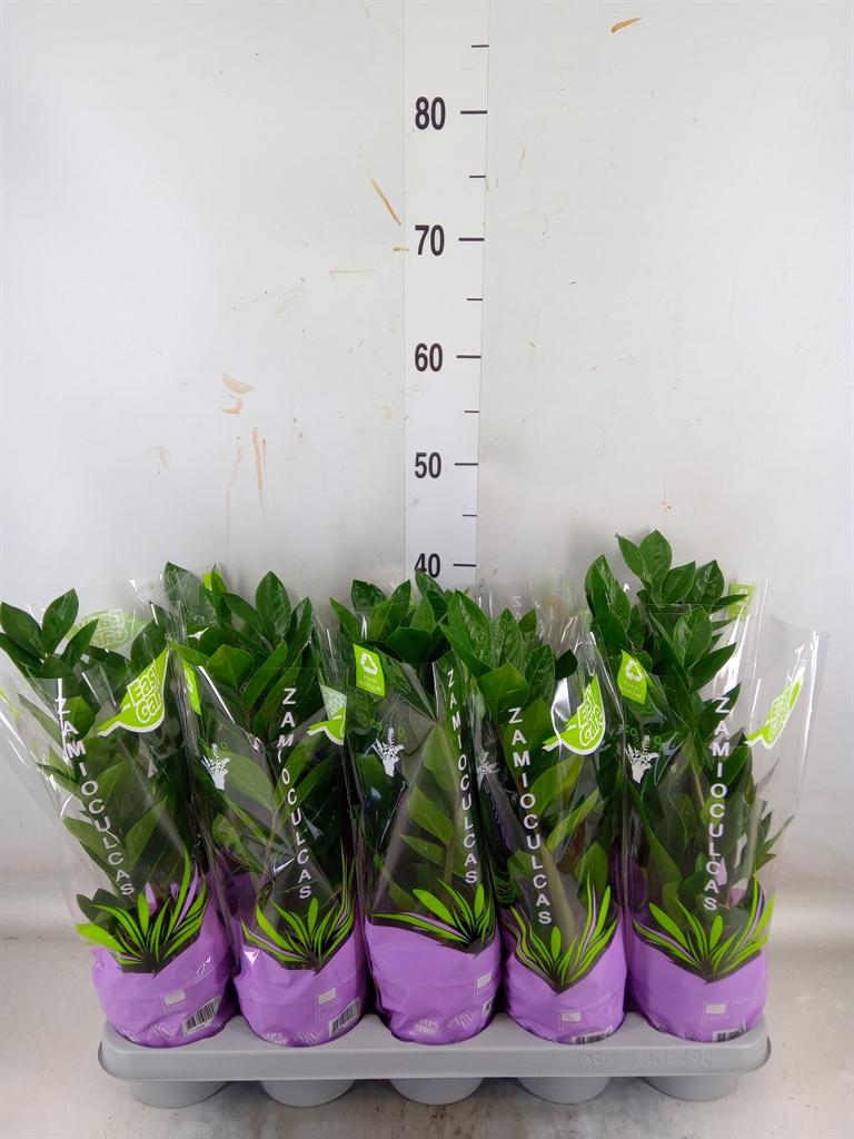 Горшечные цветы и растения оптом Zamioculcas Zamiifolia от 10шт из Голландии с доставкой по России