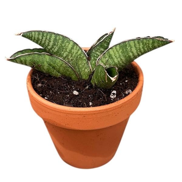 Горшечные цветы и растения оптом Sansevieria Marscha Anjani от 1шт (для телеги) из Голландии с доставкой по России