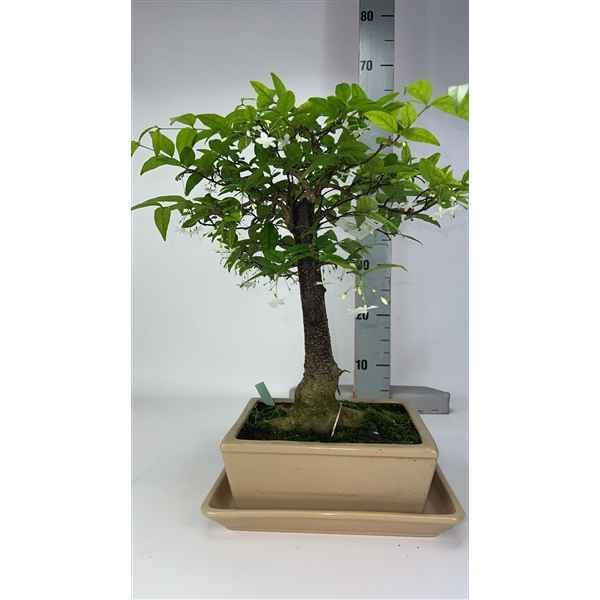 Горшечные цветы и растения оптом Bonsai Wrightia Religiosa, Pot 22cm, With Driptray от 1шт из Голландии с доставкой по России