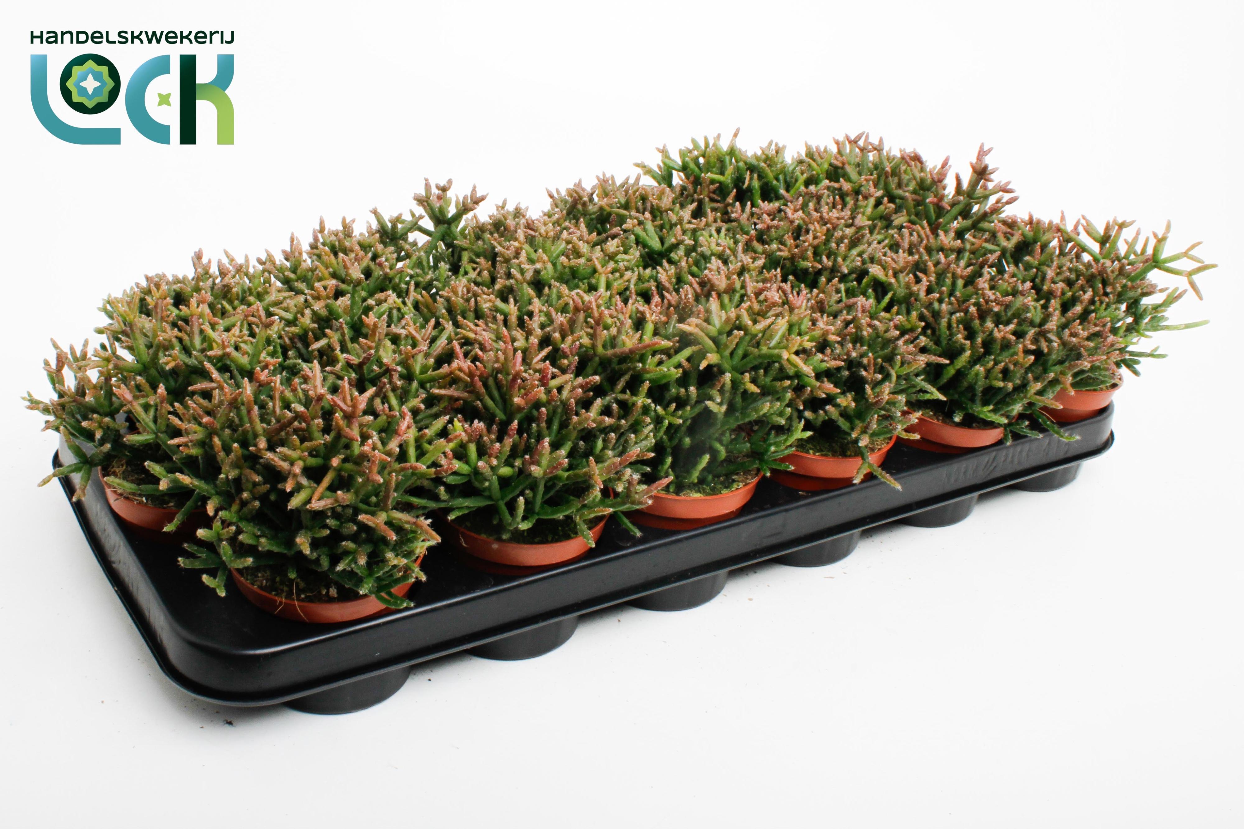 Горшечные цветы и растения оптом Rhipsalis Burchellii от 12шт (для телеги) из Голландии с доставкой по России