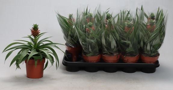 Горшечные цветы и растения оптом Ananas от 10шт из Голландии с доставкой по России