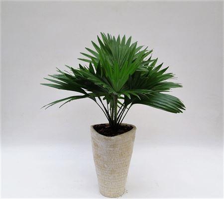Горшечные цветы и растения оптом Livistona Rotundifol Decopot от 3шт из Голландии с доставкой по России
