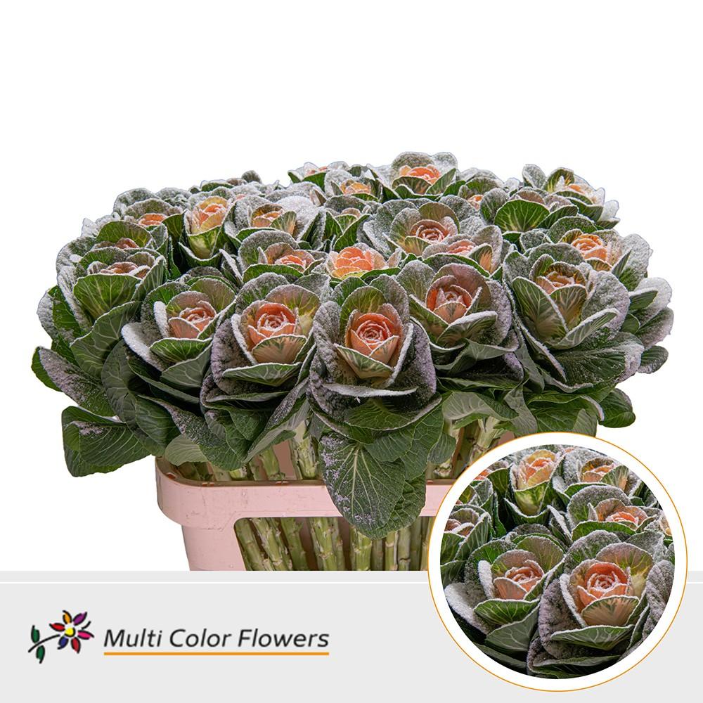 Срезанные цветы оптом Brassica paint marshmallow apricot от 30шт из Голландии с доставкой по России