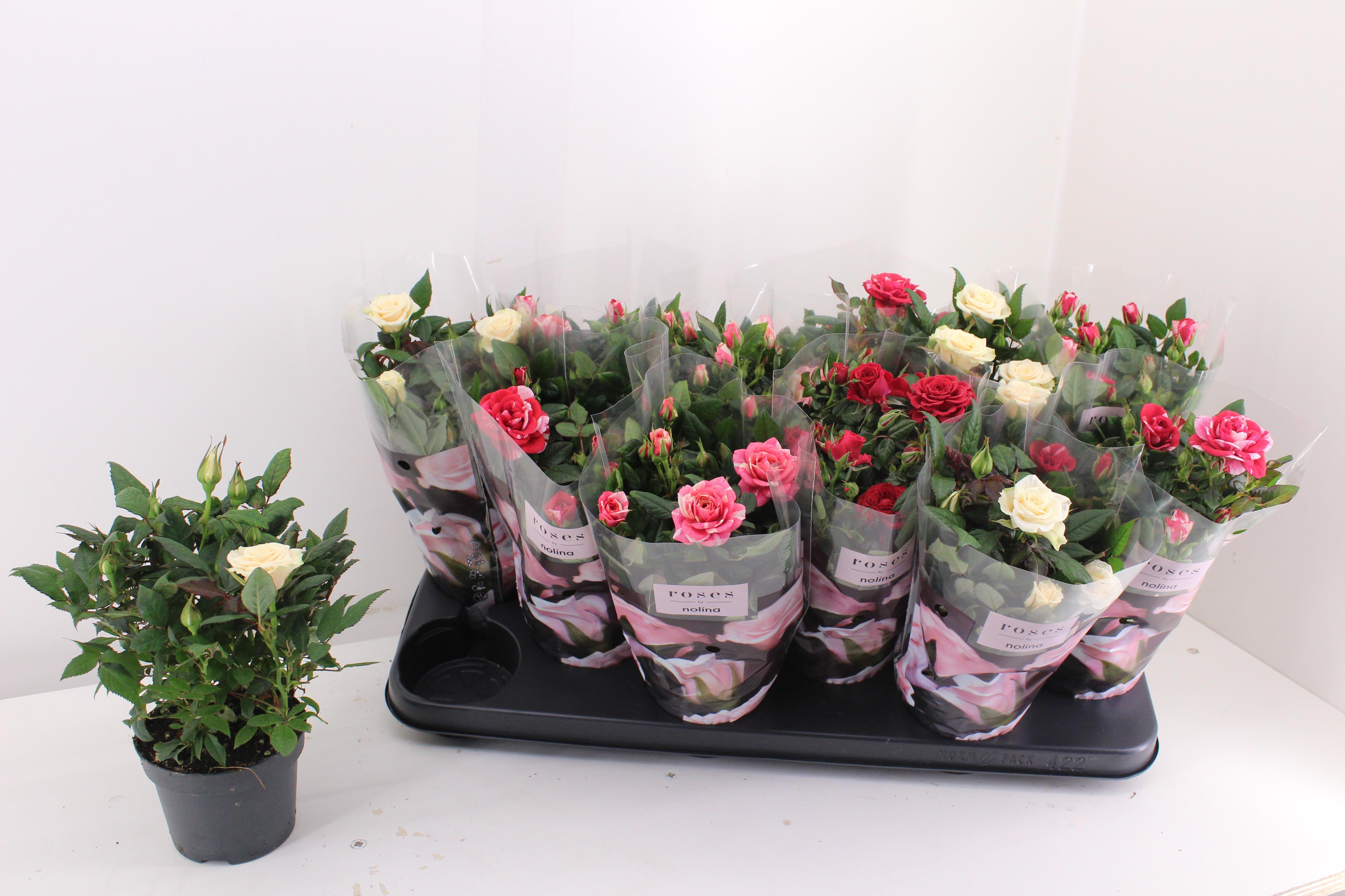 Горшечные цветы и растения оптом Ro Victory Gem от 12шт из Голландии с доставкой по России Горшечные цветы и растения оптом Ro Victory Gem от 12шт из Голландии с доставкой по России