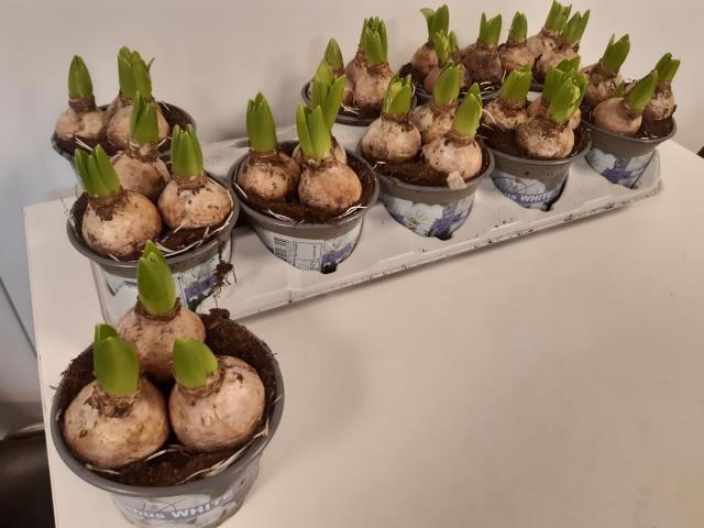 Горшечные цветы и растения оптом Hyacin White Pearl от 10шт' из Голландии с доставкой по России