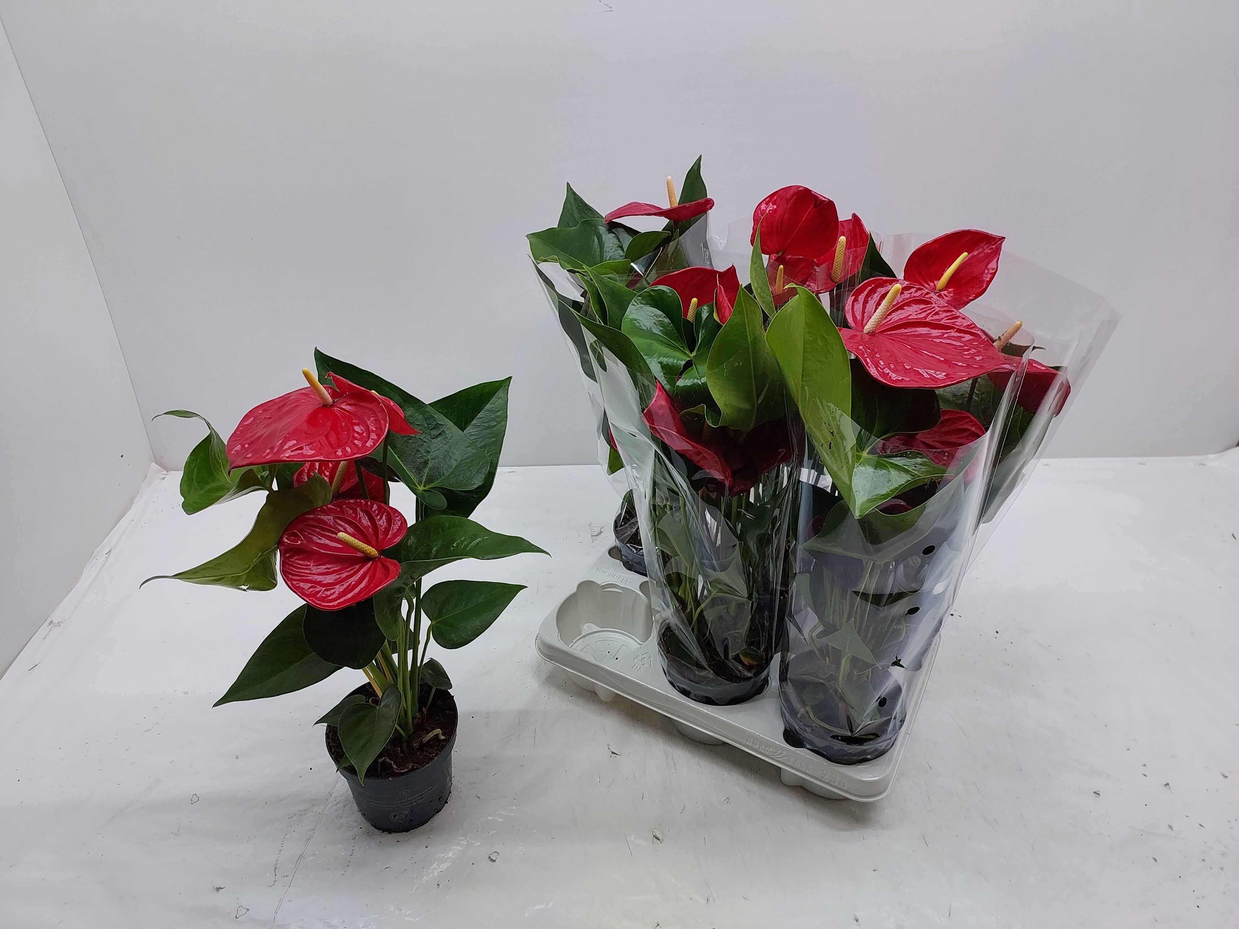Горшечные цветы и растения оптом Anthu An Bambino Red от 6шт из Голландии с доставкой по России