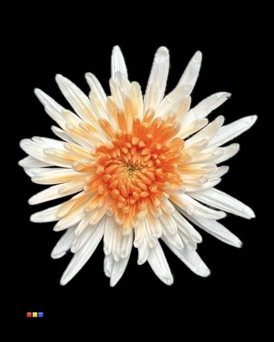 Срезанные цветы оптом Chrys bl paint anastasia white-apricot eye от 60шт из Голландии с доставкой по России