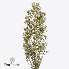 Срезанные цветы оптом Chamelaucium pearl button от 75шт из Голландии с доставкой по России