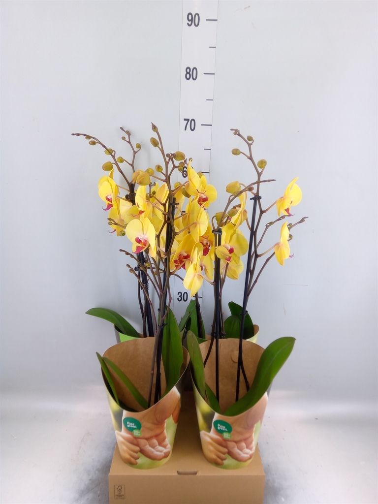 Горшечные цветы и растения оптом Phalaenopsis   ...yellow от 4шт' из Голландии с доставкой по России