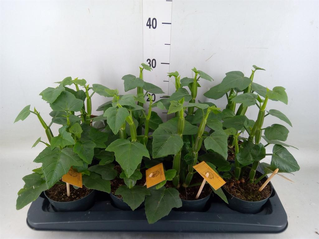 Горшечные цветы и растения оптом Cissus   ... от 8шт из Голландии с доставкой по России