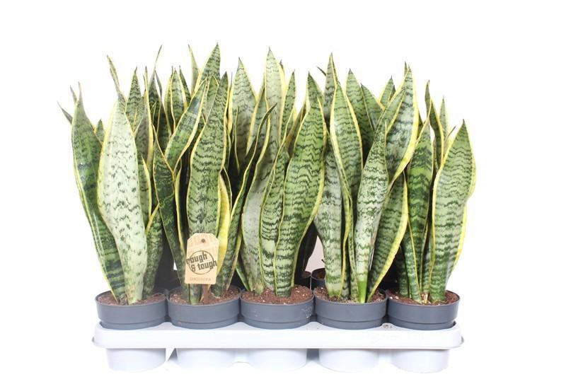 Горшечные цветы и растения оптом Sansevieria Laurentii Xl от 10шт из Голландии с доставкой по России