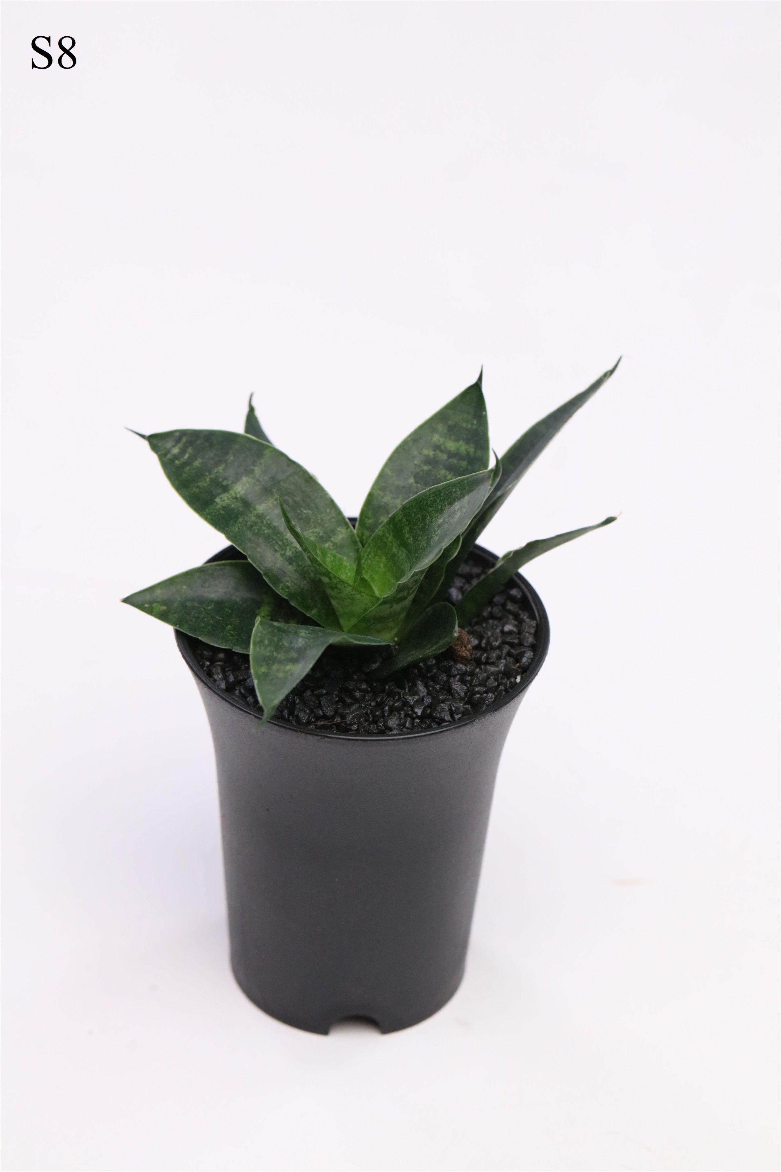 Горшечные цветы и растения оптом Sansevieria Comet Queen Marble In Sierpot от 9шт (для телеги) из Голландии с доставкой по России