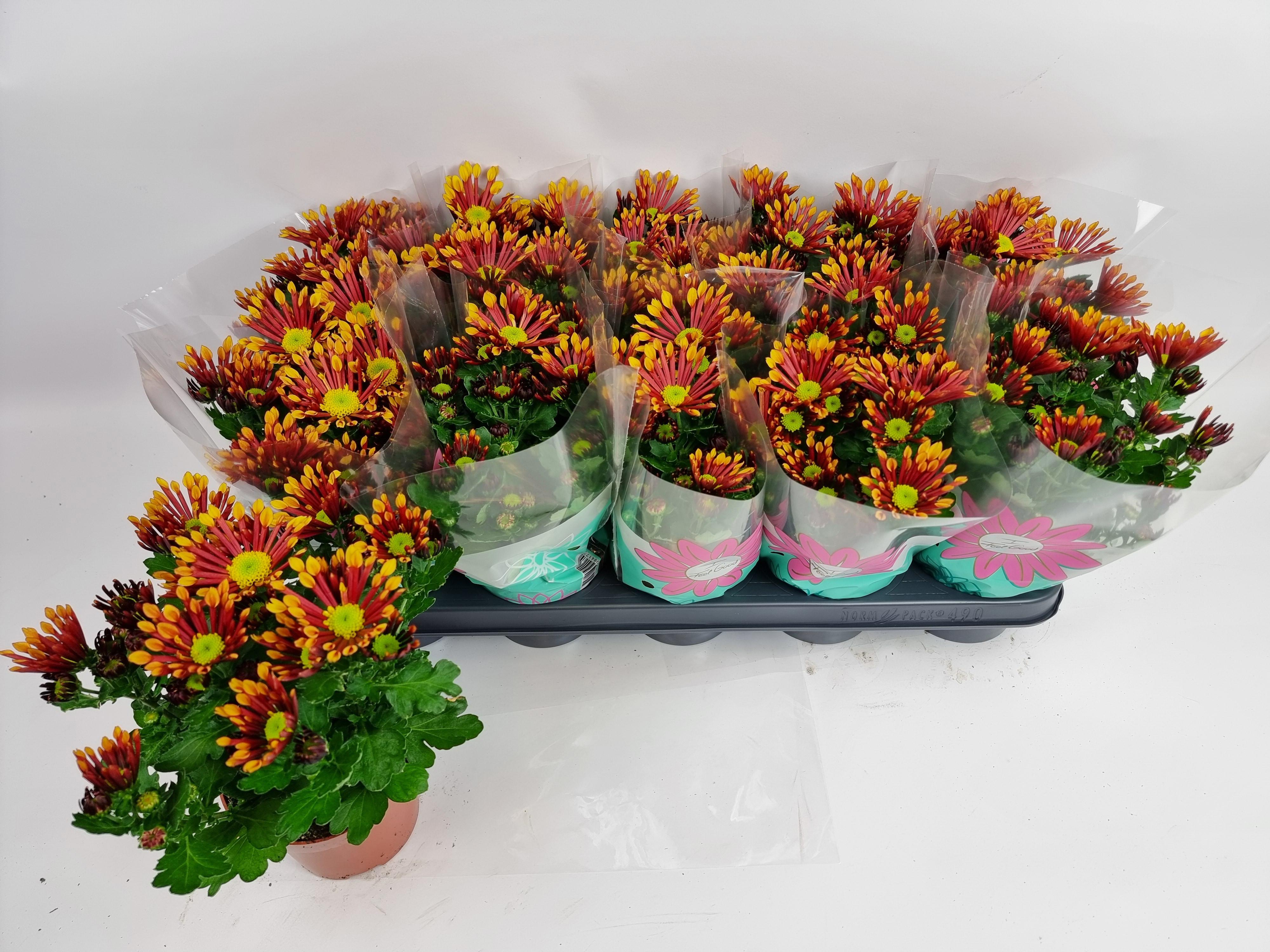 Горшечные цветы и растения оптом Chrys Splash Energy от 10шт из Голландии с доставкой по России Горшечные цветы и растения оптом Chrys Splash Energy от 10шт из Голландии с доставкой по России