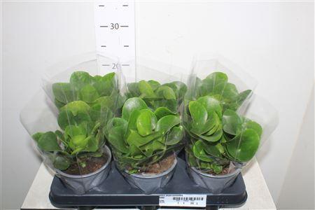 Горшечные цветы и растения оптом Pilea Peperomioides от 6шт из Голландии с доставкой по России