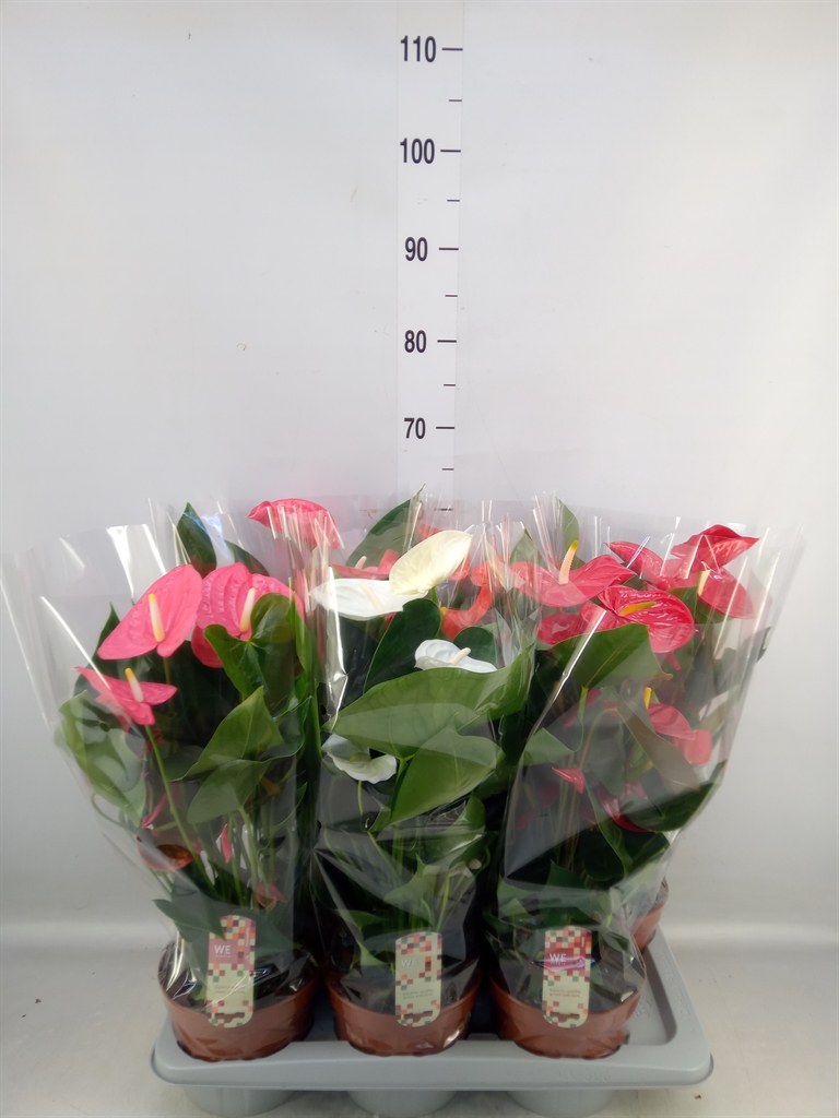Горшечные цветы и растения оптом Anthurium   ...mix 4 от 6шт из Голландии с доставкой по России