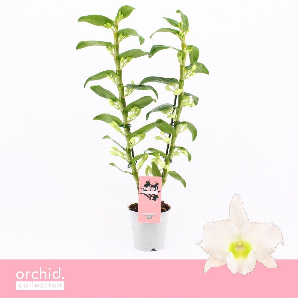 Горшечные цветы и растения оптом Dendr Nob 2st Apollon Orchid Collection от 10шт из Голландии с доставкой по России