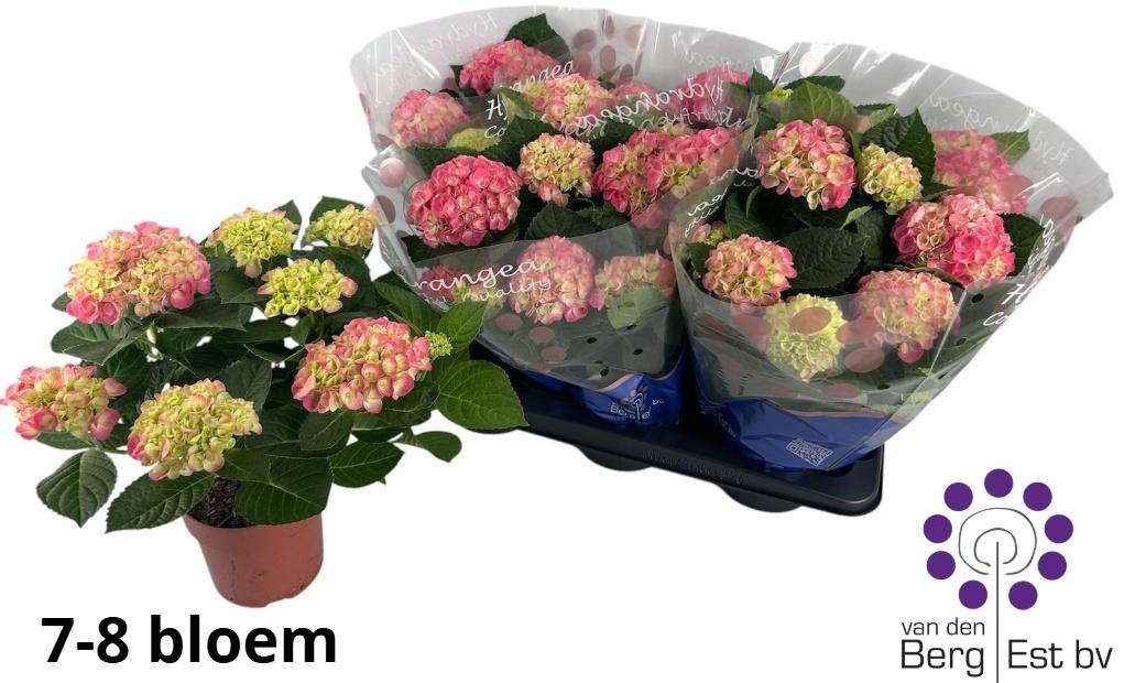 Горшечные цветы и растения оптом Hydr M Hi Meadow от 6шт из Голландии с доставкой по России