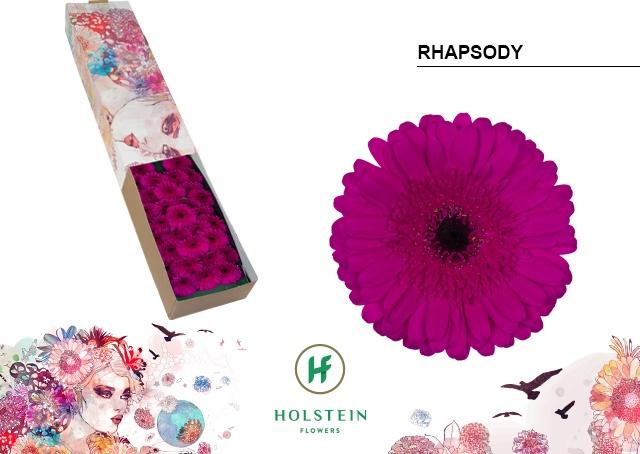 Срезанные цветы оптом Germini rhapsody от 60шт из Голландии с доставкой по России