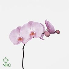 Срезанные цветы оптом Phalaenopsis tikal (per flower) от 45шт из Голландии с доставкой по России