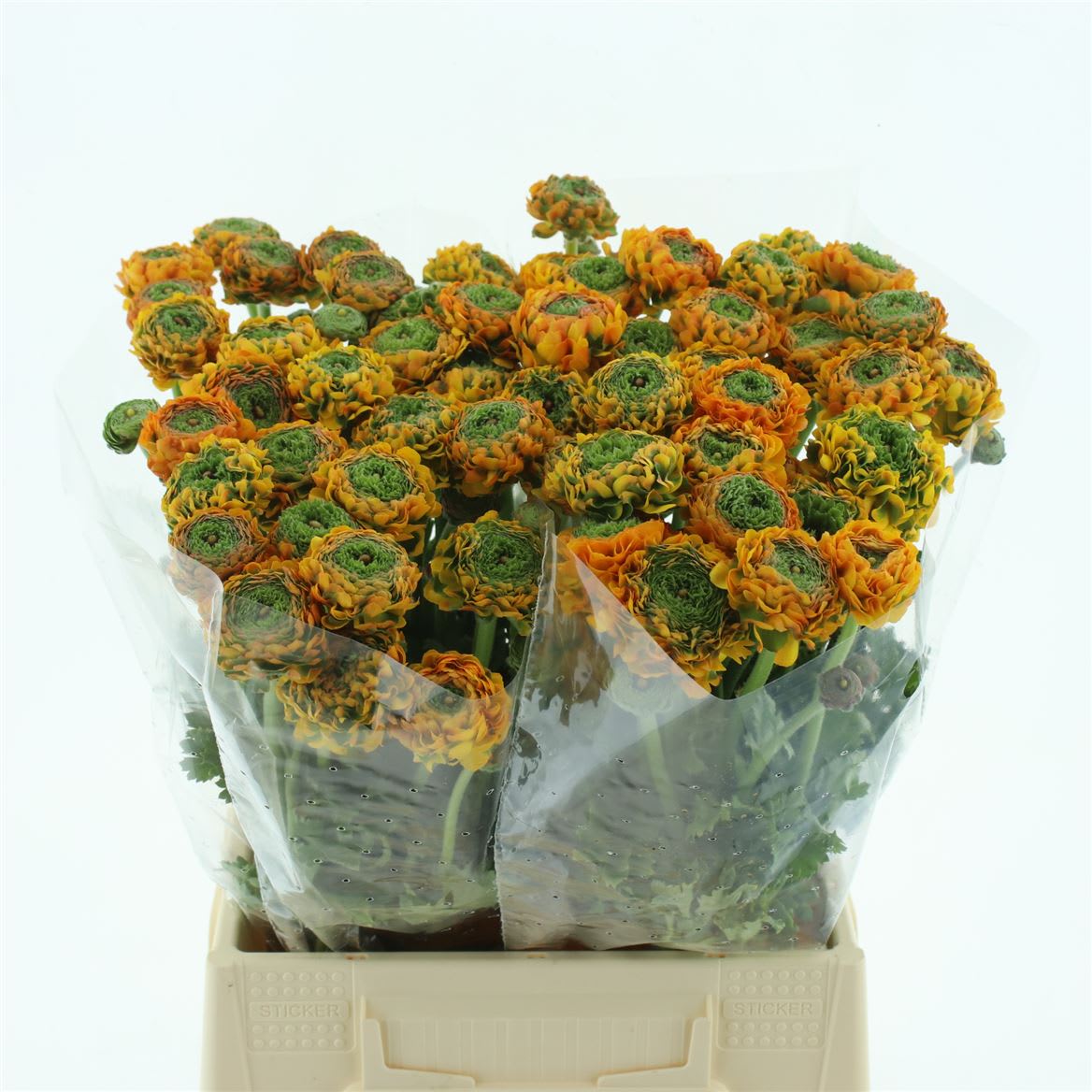 Срезанные цветы оптом Ranunculus pon pon merlino от 60шт из Голландии с доставкой по России