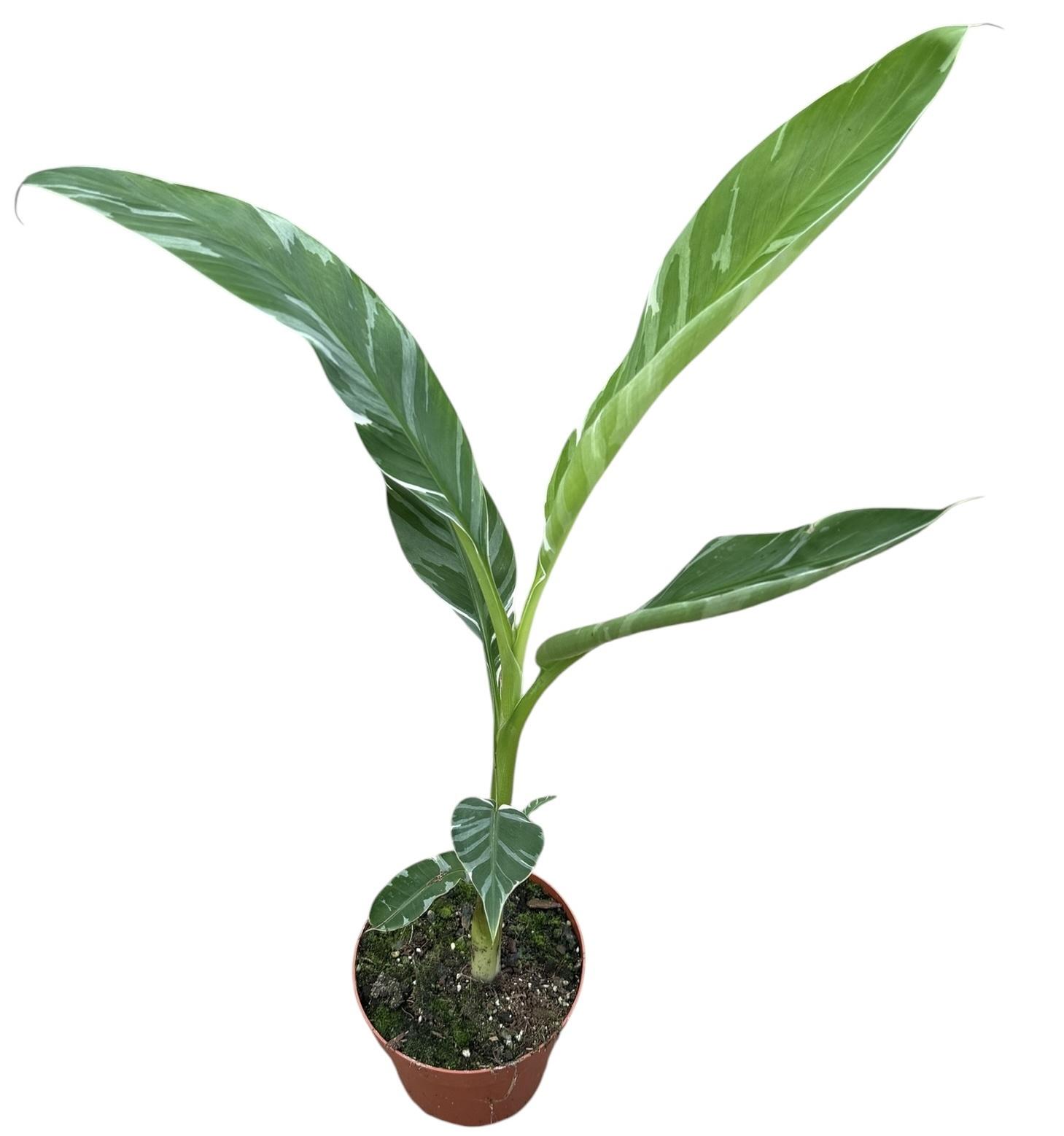 Горшечные цветы и растения оптом Musa Florida Variegata от 1шт из Голландии с доставкой по России