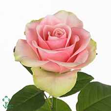 Срезанные цветы оптом Rosa la la belle от 40шт из Голландии с доставкой по России
