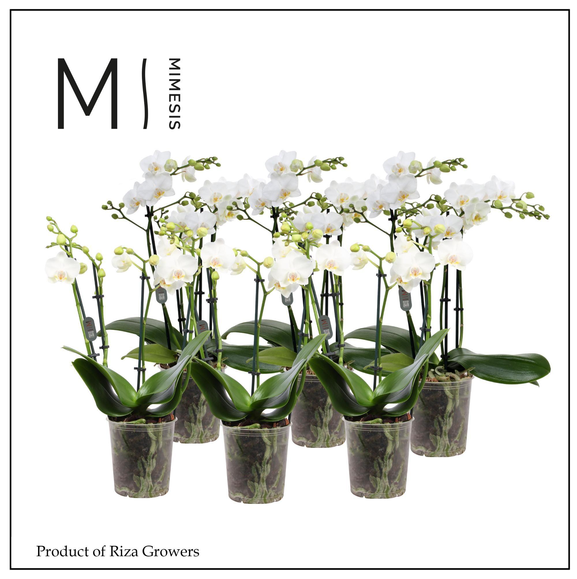 Горшечные цветы и растения оптом Phal 4st Multi White 35+ (mimesis) от 10шт из Голландии с доставкой по России