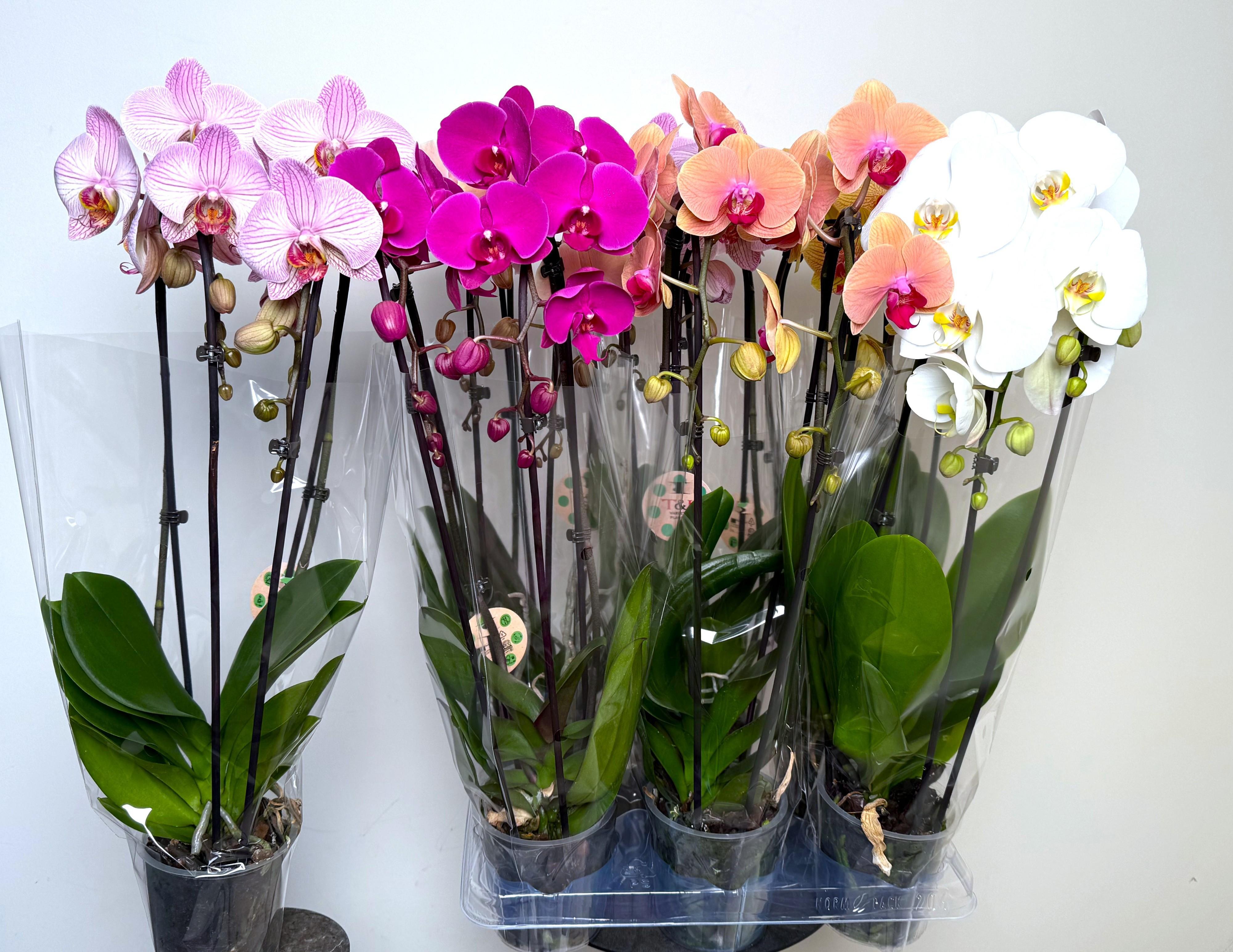 Горшечные цветы и растения оптом Phal El Cascade Mix 2 Tak P12 от 6шт из Голландии с доставкой по России