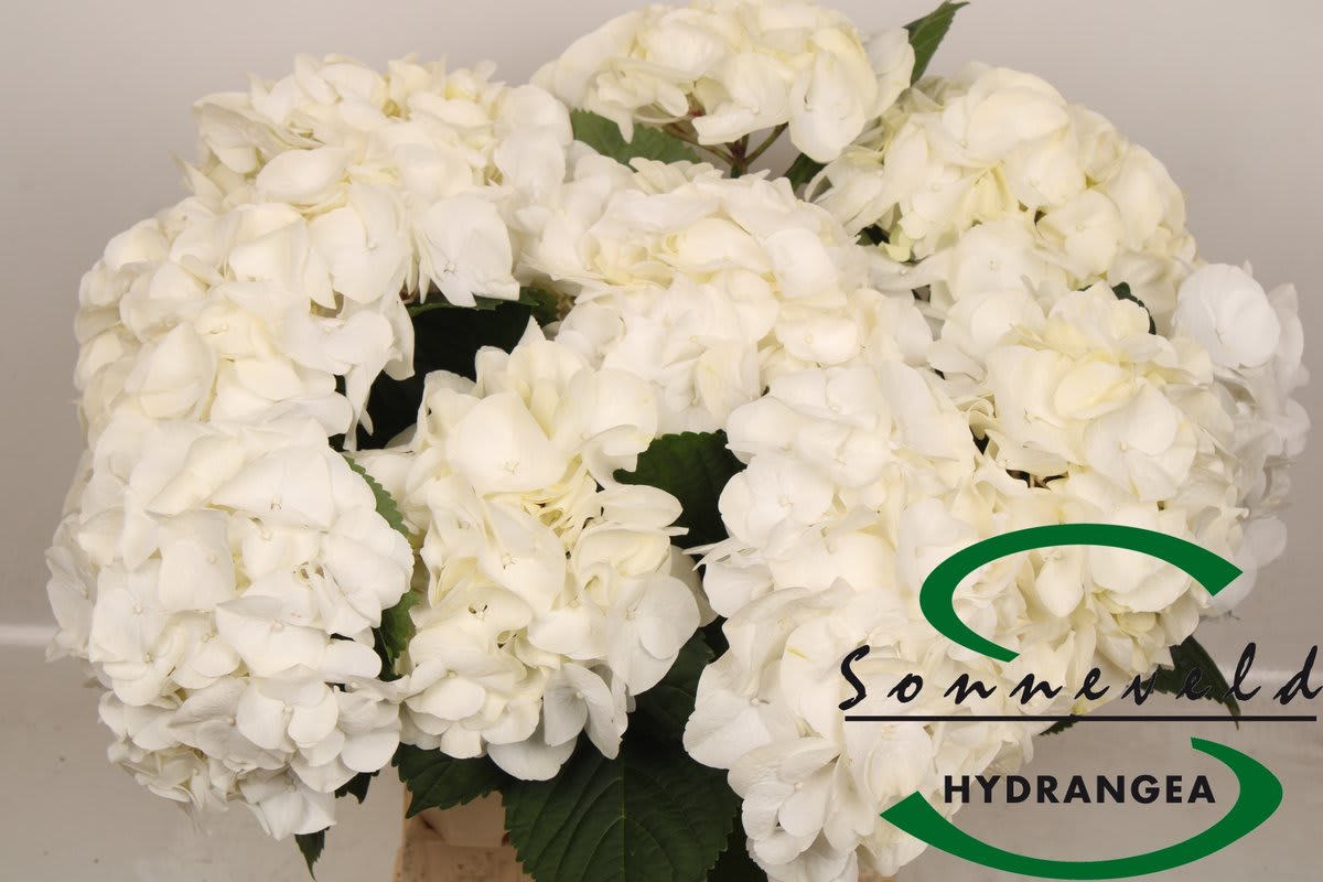 Срезанные цветы оптом Hydrangea white marsepein от 10шт из Голландии с доставкой по России