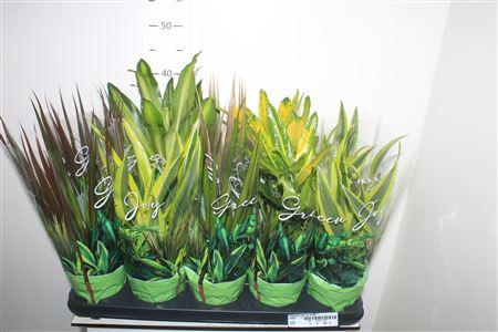 Горшечные цветы и растения оптом Kamerpl Gem Gr 6 Srt от 10шт из Голландии с доставкой по России