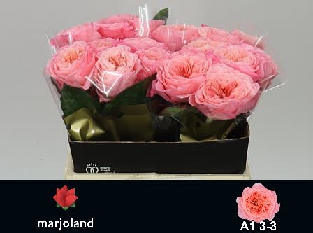 Срезанные цветы оптом Rosa garden mayfield! от 30шт из Голландии с доставкой по России