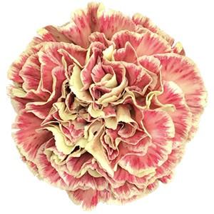 Срезанные цветы оптом Dianthus st wine cover от 240шт из Голландии с доставкой по России