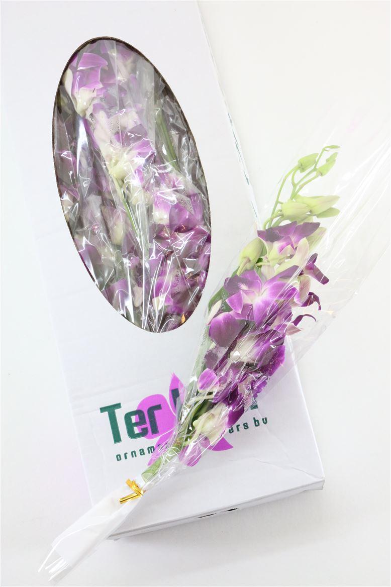 Срезанные цветы оптом Dendrobium bq от 12шт из Голландии с доставкой по России