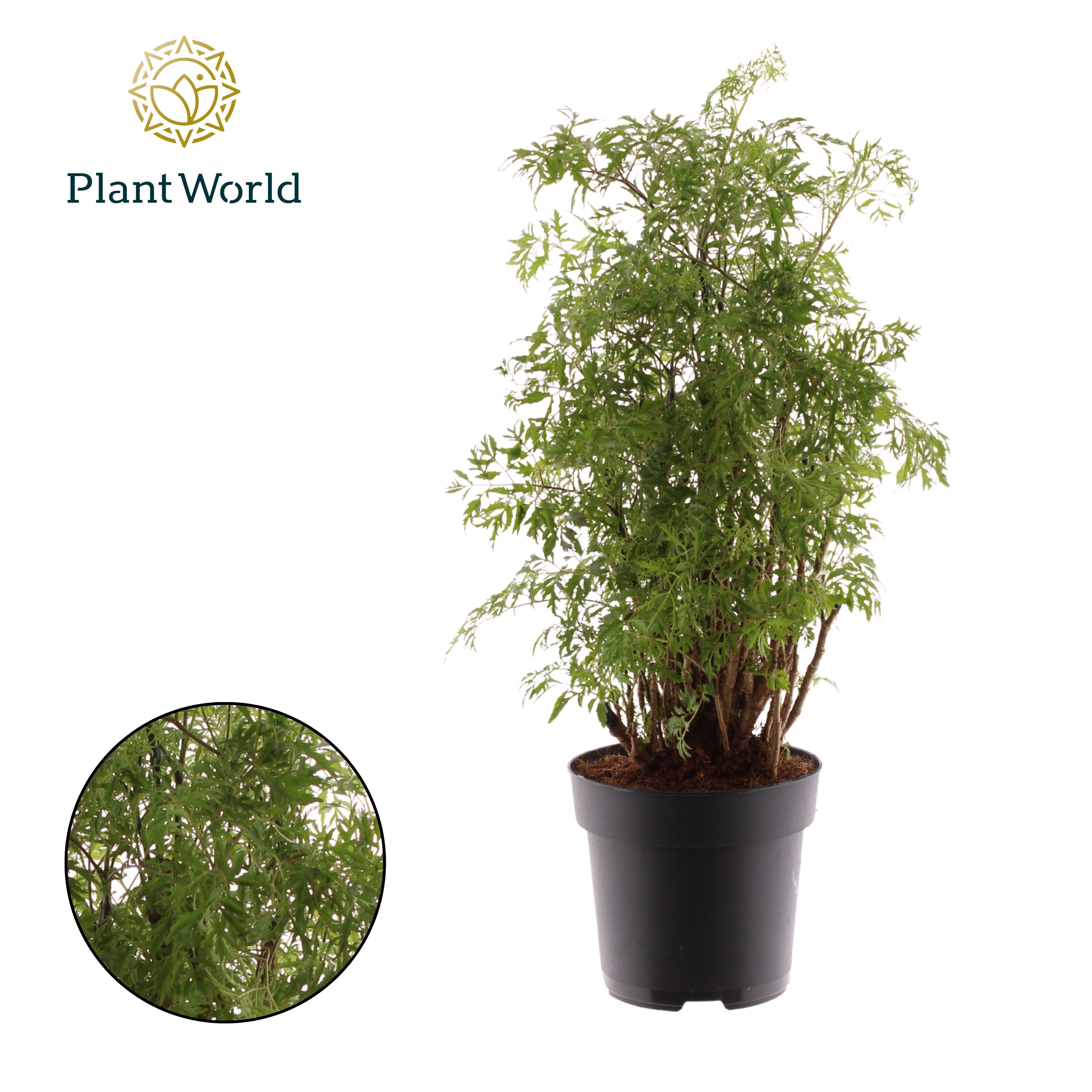 Горшечные цветы и растения оптом Polyscias Hawaiiana Ming Branched от 6шт из Голландии с доставкой по России