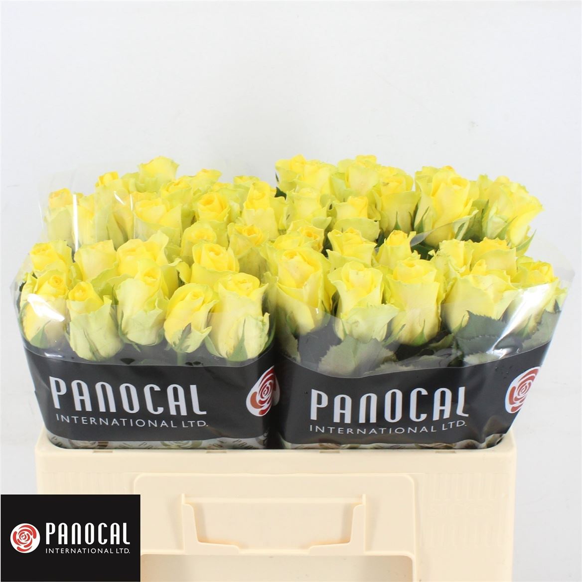 Срезанные цветы оптом Rosa large minion rose от 60шт из Голландии с доставкой по России